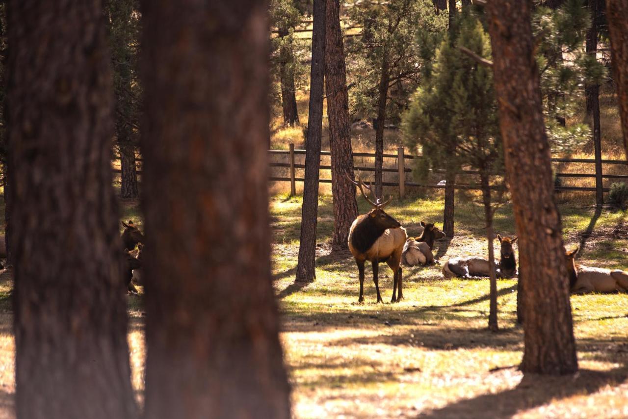 Huge Ruidoso Retreat With Game Room, Pool, 2 Balconies, 2 Kitchens - Sleeps 17! Dış mekan fotoğraf