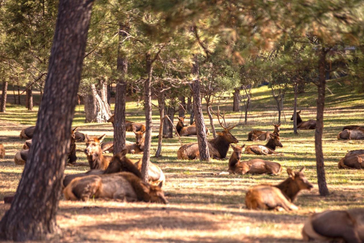 Huge Ruidoso Retreat With Game Room, Pool, 2 Balconies, 2 Kitchens - Sleeps 17! Dış mekan fotoğraf